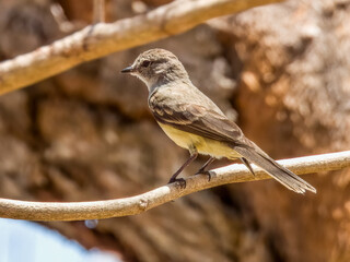 Northern Scrub-Flycatcher - Sublegatus arenarum in Costa Rica