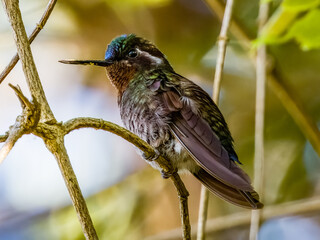 Purple-throated Mountain-gem - Lampornis calolaemus in Costa Rica