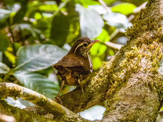 Fledgling Rufous-and-white Wren - Thryophilus rufalbus in Costa Rica