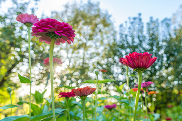 Beautiful multicolored zinnias. Zinnia flower bed. Zinnias in full bloom background.