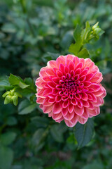Daisy duke dahlia flower. Beautiful raspberry colored ball variety dahlia close up.