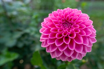 Obraz premium Pink Sylvia dahlia flower. Beautiful bright pink colored ball variety dahlia close up.