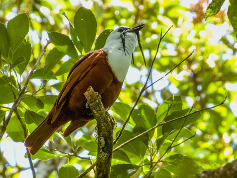 Three-wattled Bellbird - Procnias tricarunculatus in Costa Rica
