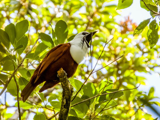 Three-wattled Bellbird - Procnias tricarunculatus in Costa Rica