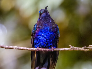 Fototapeta premium Violet Sabrewing - Campylopterus hemileucurus In Costa Rica