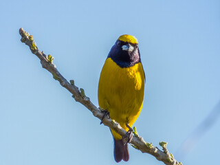Yellow-crowned Euphonia - Euphonia luteicapilla in Costa Rica