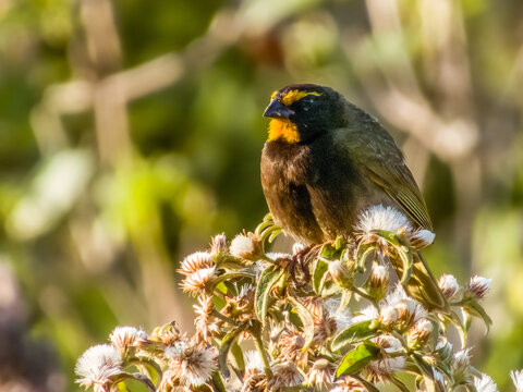 Yellow-faced Grassquit - Tiaris olivaceus in Costa Rica