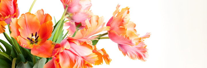 Spring bouquet of Amazing parrot tulips isolated over white background. Floral banner. Beautiful...