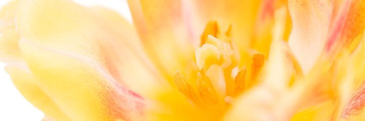 Floral banner. Macro shot of the inside of a yellow tulip. Extreme tulip close up.