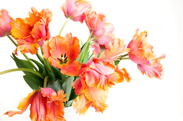 Spring bouquet of Amazing parrot tulips isolated over white background. Floral background....