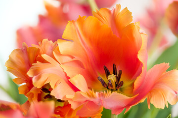 Spring bouquet of Amazing parrot tulips on white background. Floral background. Beautiful tulips macro.