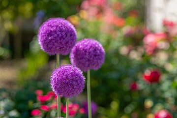 Obraz premium big allium purple flowers with a green stem