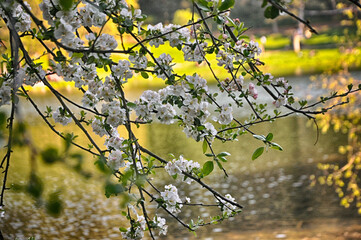 White flowers on the branch of tree in Golcuk National Park, Bolu, Turkey