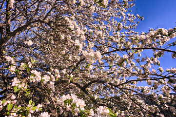 White flowers on the branch of tree in Golcuk National Park, Bolu, Turkey