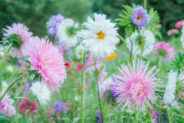 Obraz premium Astra flowers on a meadow background in pastel colors