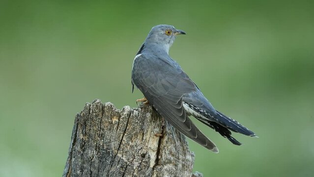 Common cuckoo on its favorite watchtower within a Mediterranean forest in its breeding territory with the last lights of a spring afternoon