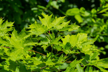 Abstract spring seasonal background from green maple leaves. Eco natural concept