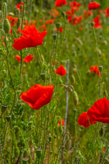 Obraz premium Papaver rhoeas or common poppy, red poppy is an annual herbaceous flowering plant in the poppy family, Papaveraceae, with red petals