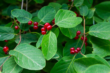 Festive Holiday Honeysuckle Branch with Red Berries Lonicera xylosteum