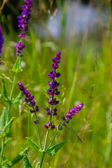 Flowers of the forest sage, Salvia nemorosa, close-up. Background of Salvia nemorosa, a salvia with beautiful purple flowers. Purple flowers of oak sage