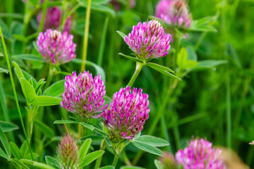 This is the wildflower Trifolium alpestre, the Purple globe clover or Owl-head clover, from the family Fabaceae