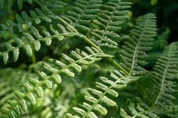 Pteridium aquilinum Bracken Fern