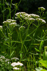 Common yarrow Achillea millefolium white flowers close up, floral background green leaves. Medicinal organic natural herbs, plants concept. Wild yarrow, wildflower