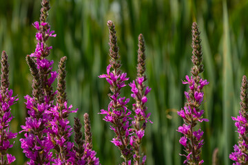 Fototapeta premium Purple loosestrife Lythrum salicaria inflorescence. Flower spike of plant in the family Lythraceae, associated with wet habitats