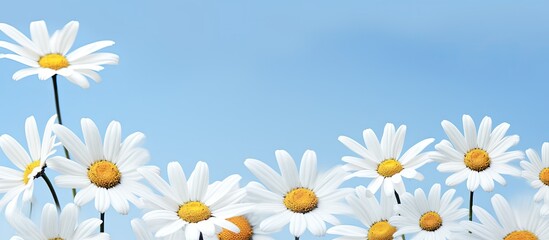 Daisies on blue background space for text. copy space available