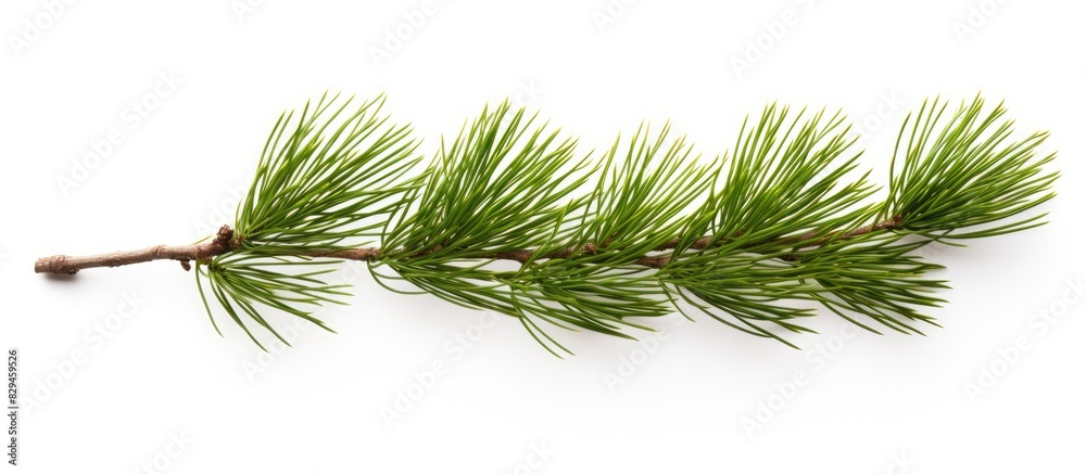 Aufkleber pine branch isolated on white background. copy space available