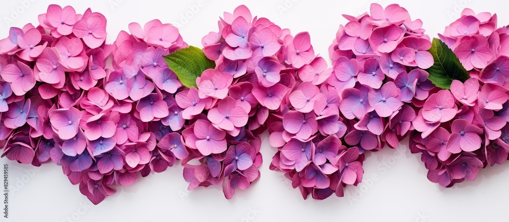 Poster a copy space image of hortensia flowers set against a plain white backdrop