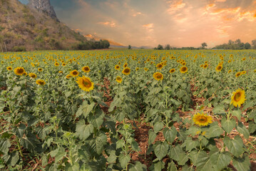 Sunset over a sunflower field