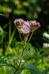 The view of Eupatorium fortunei floral plant blooming in the greenery