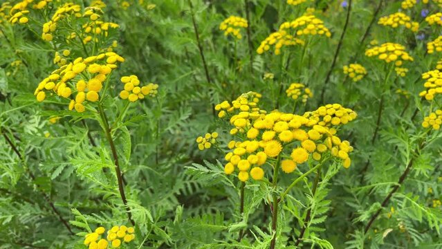 Inflorescence of yellow tansy against a background of natural greenery