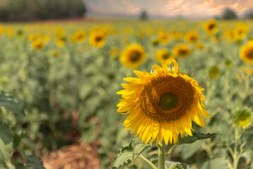 Sunset over a sunflower field