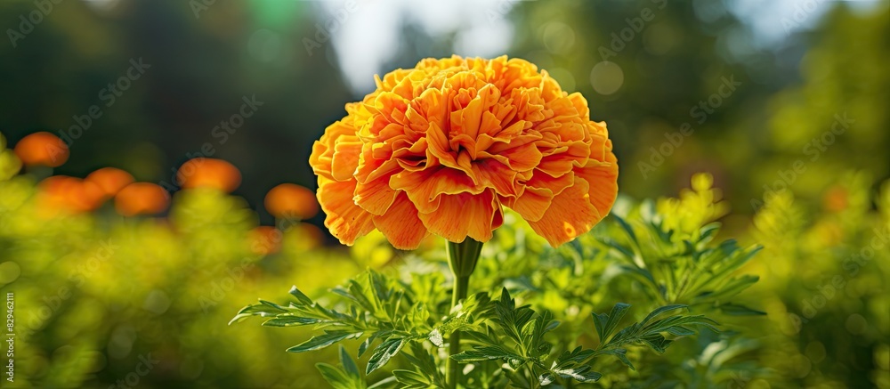 Poster a marigold flower in full bloom under the summertime sunlight set against a lush green background th