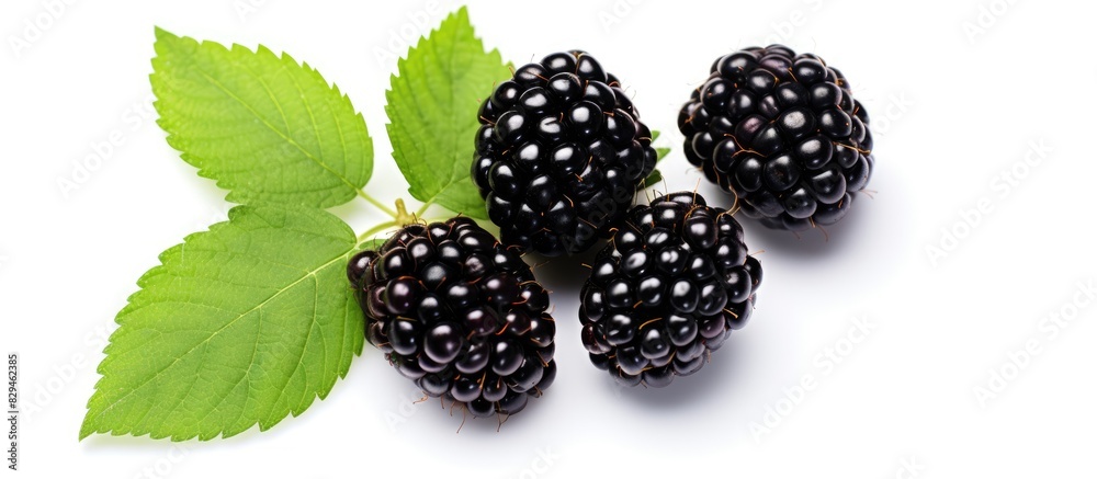 Poster Fresh blackberry with leaves isolated on white background with copy space for your text Top view Flat lay pattern