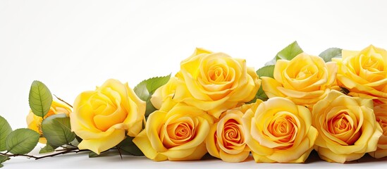 Yellow roses Bunch of flowers isolated on white background Great decoration for wedding invitation. copy space available