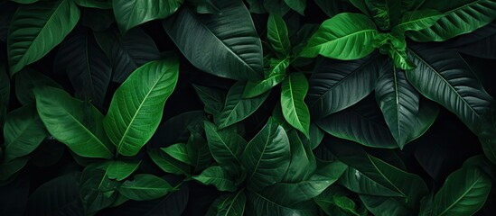 A background image featuring an assortment of vibrant green leaves with copy space