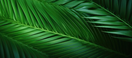 Fototapeta premium Close up of palm leaves creating a beautiful background with ample copy space for images