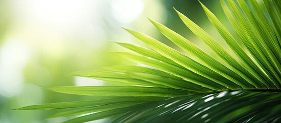 Obraz premium Copy space image of lush green palm leaves bathed in soft natural light set against a blurred background providing ample room for text placement