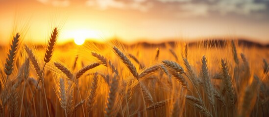 Close up natural photo of a rich harvest depicting a ripening yellow wheat field against the backdrop of a cloudy orange sky at sunset The image provides copy space for the setting sun rays on the ho - Powered by Adobe