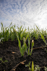 Obraz premium Lush wheat seedlings in rich soil under a clear blue sky with morning dew drops