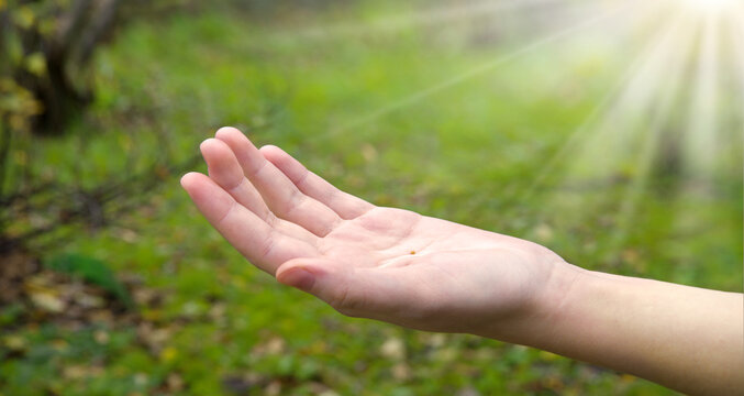Hand holding small mustard seed