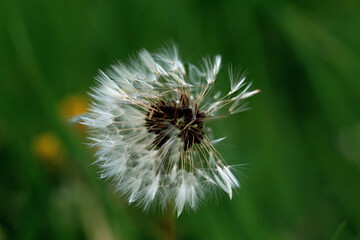 dandelion on green background