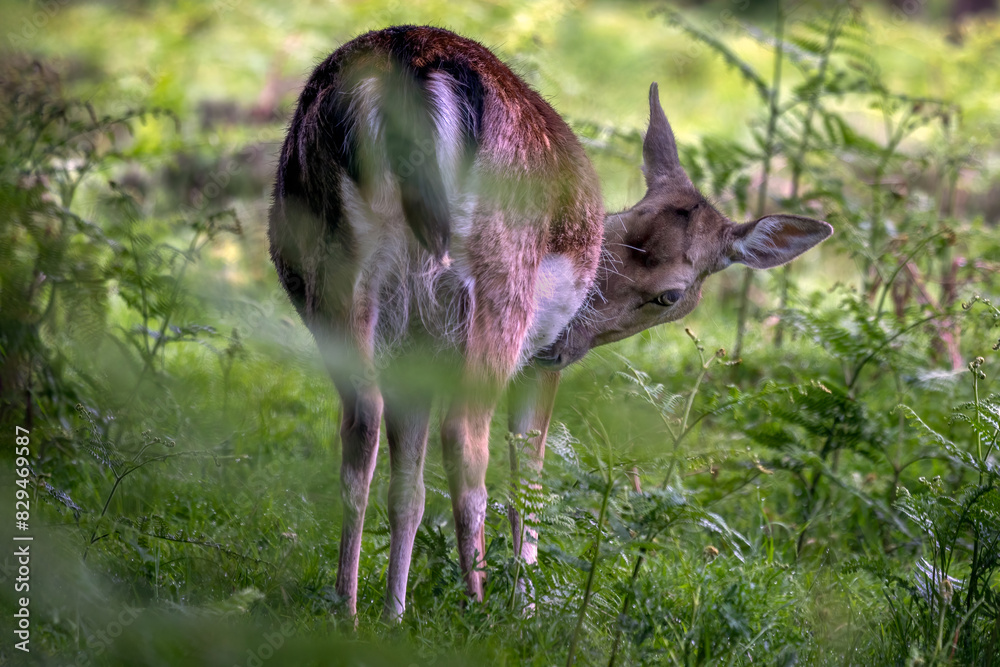 Aufkleber Looking from behind at a red deer in the vegetation. It has its head down and staring at the camera with one eye
