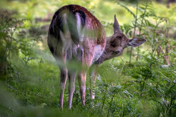 Looking from behind at a red deer in the vegetation. It has its head down and staring at the camera...