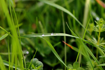 dew on grass