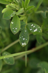 water drops on a leaf