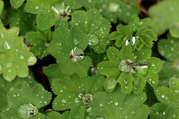 water drops on a green leaf